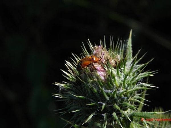 DSCN3653