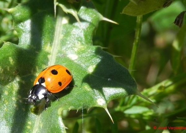 7-stippelig Lieveheersbeestje