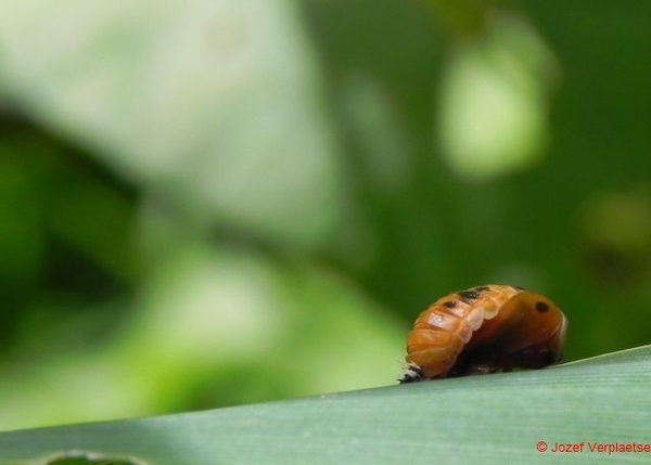 het begin van de reïncarnatie