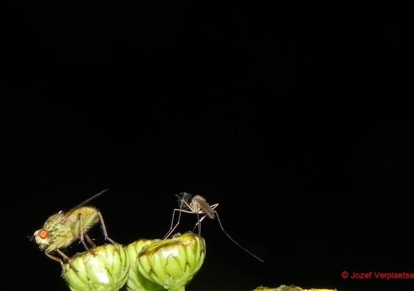 gestoord tijdens hun rendez-vous