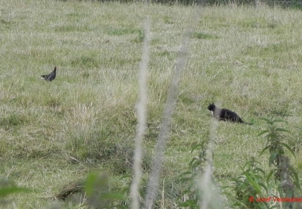 afleiding met veel kabaal om de kuikens te redden