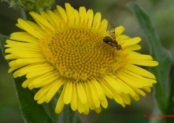 als zo'n Heelblaadje goed zou blijven heb ik voor 3 weken voedsel