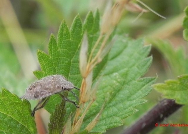 bij het afknippen van uitgebloeide Akkerdistel3