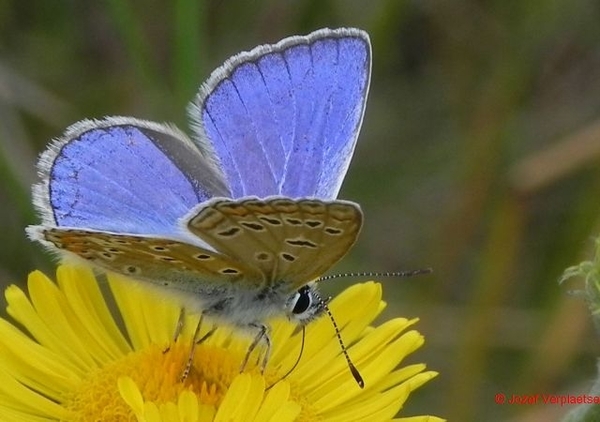 Icarusblauwtje