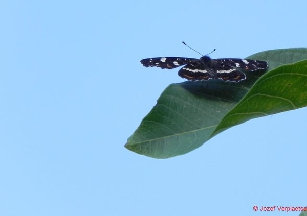 Landkaartje vrouw zomergeneratie (Araschnia levana prorsa)1