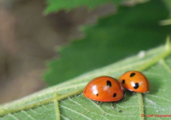 als we al onze stippen samenleggen