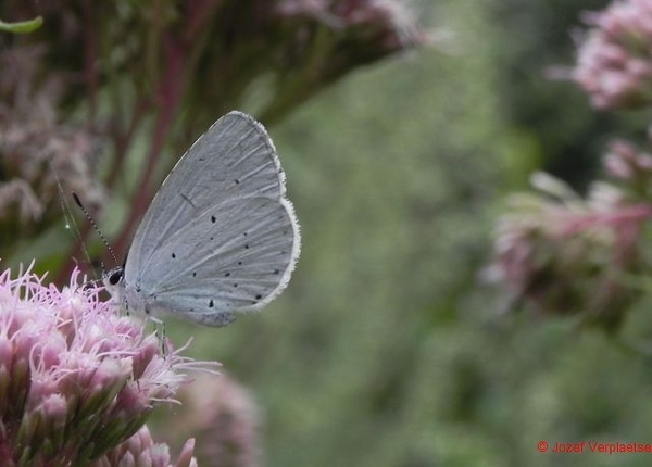 Bosblauwtje aan het Koninginnekruid