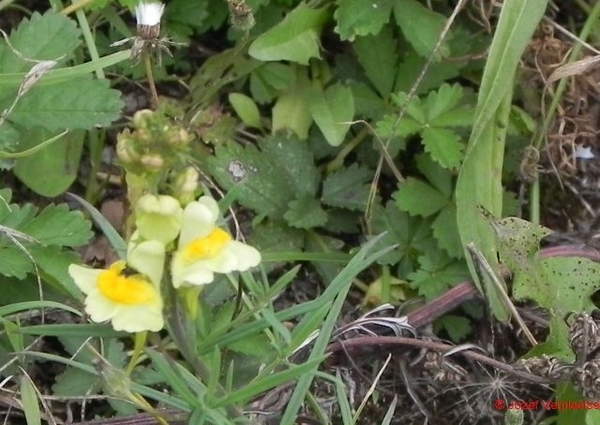 gelukkig zijn de Vlasbekjes er ook weer dit jaar