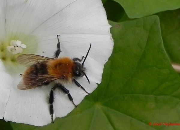 je wordt poepzat van die hemelse drank