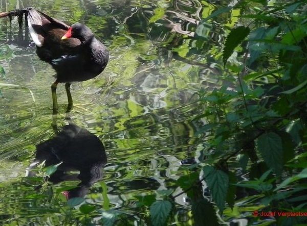Waterhoen volwassen met groene poten
