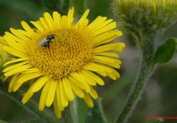 wij vinden allebei zo'n Heelblaadje Heel lekker