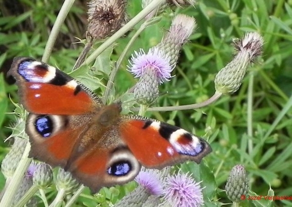 Akkerdistels  dank je wel voor dit heerlijke feestmaal