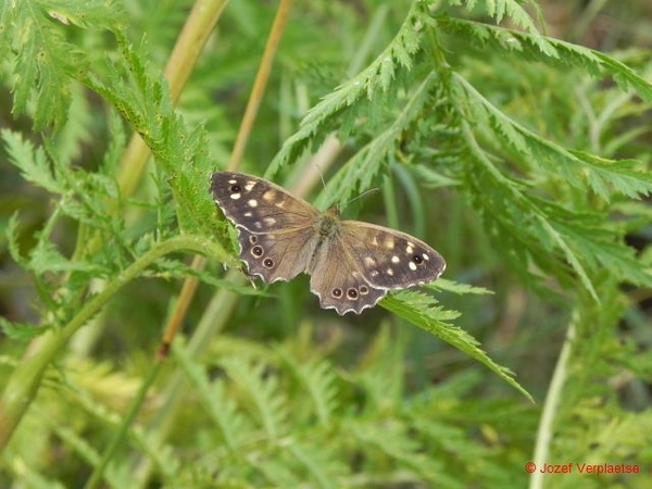 DSCN7824