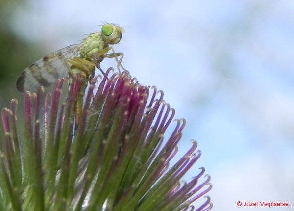 en nu proberen om een ei te boren