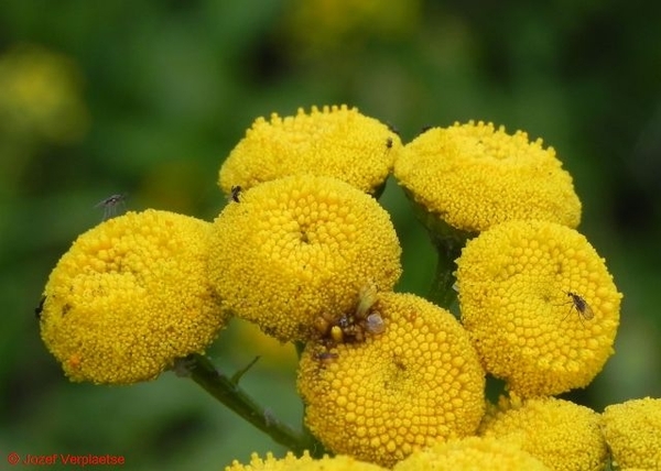 Boerenwormkruid speciaal voor de kleintjes