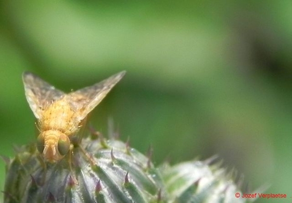 ik word er niet vrolijk van