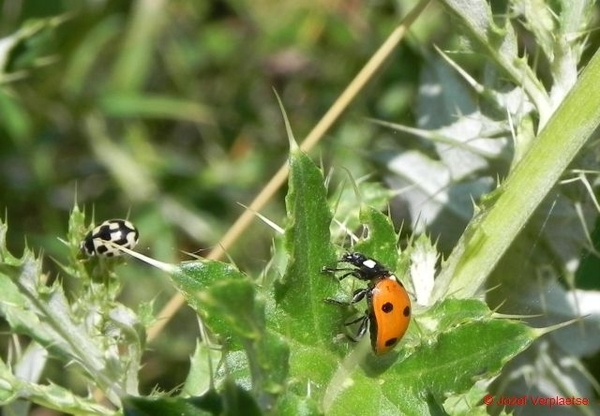 Veertienstippelig en zevenstippelig Lieveheersbeestje