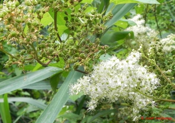 Moerasspirea    let op de 'Chipolata'zaadjes