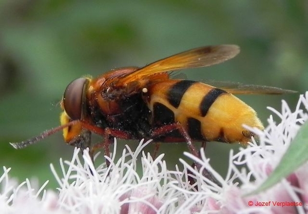 als alles naar wens is zwaai dan met de linkervoorpoot