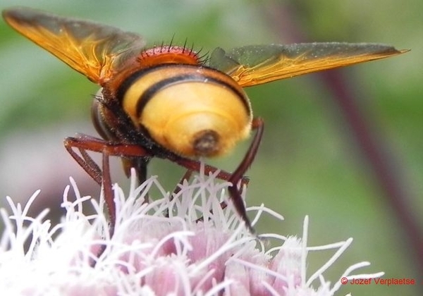 het goud stroomt door zijn aderen