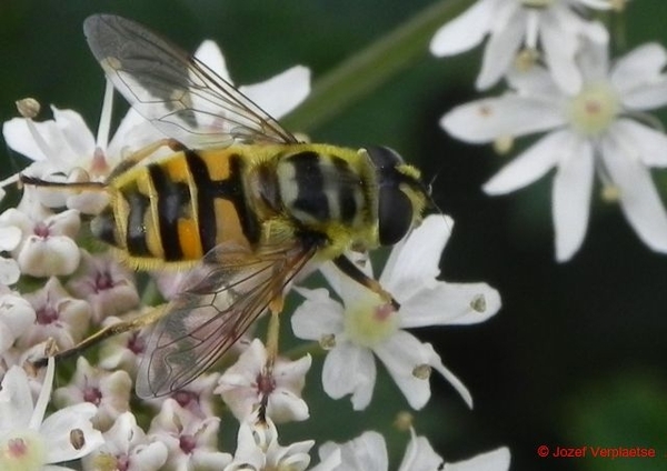 Doodshoofdzweefvlieg (Myatropha florea)