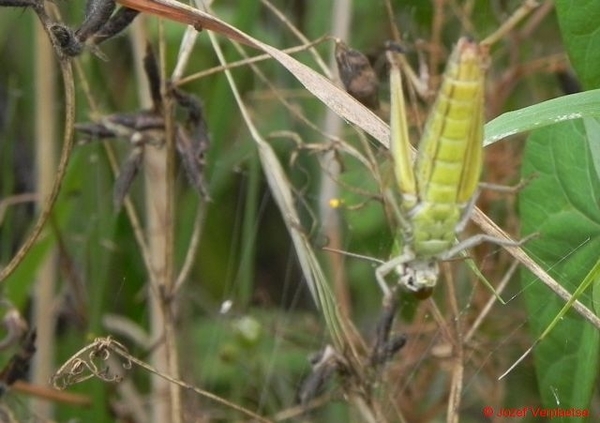 vlak na de landing in het web van een Tijgerspin