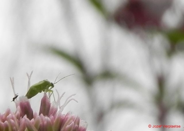 wat wil die kleine eigenlijk