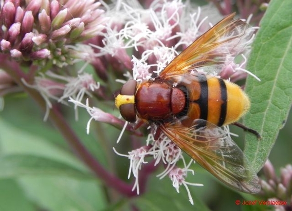 zelfs in de regen blijft het lekker