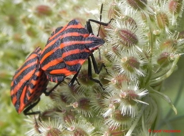 parende gestreepte Wantsen(pyamawantsen) op Wilde Peen