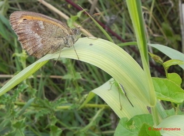 heb je alle beestjes goed gezien