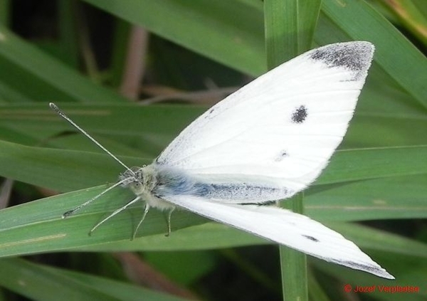 met blauwgrijze cape