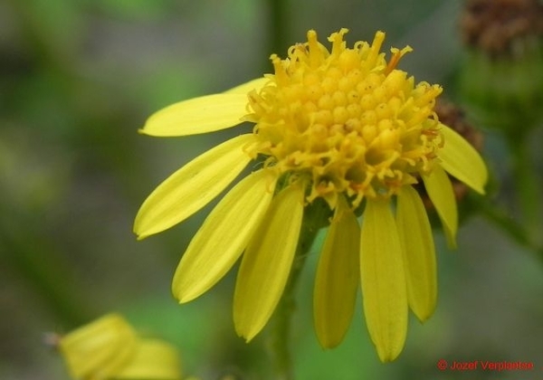 DSCN3675