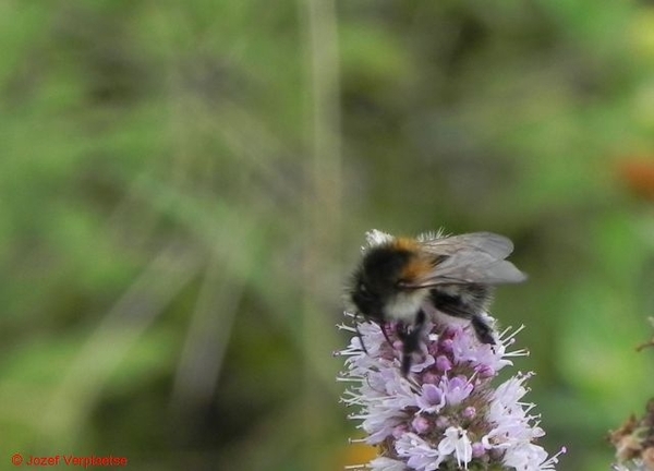 klein maar uiterst vinnig