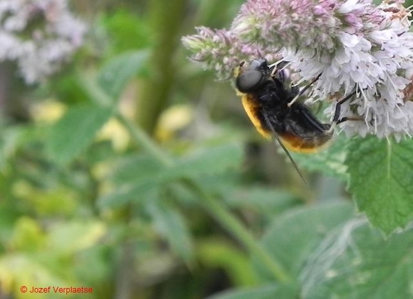 nu ook in het oranje3 met wit-zwarte poten