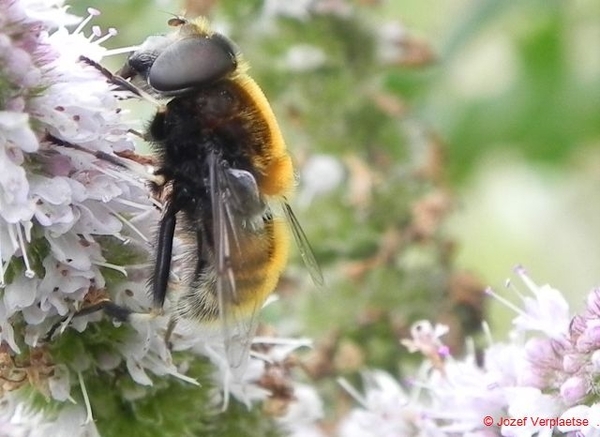 nu ook in het oranje4 met wit-zwarte poten