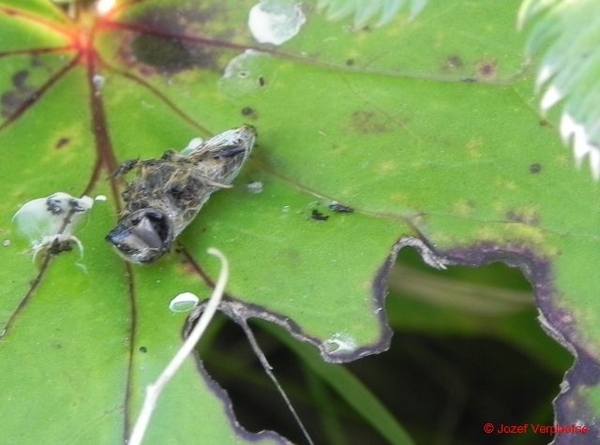 de rest van het eten ligt naast de vuilbak