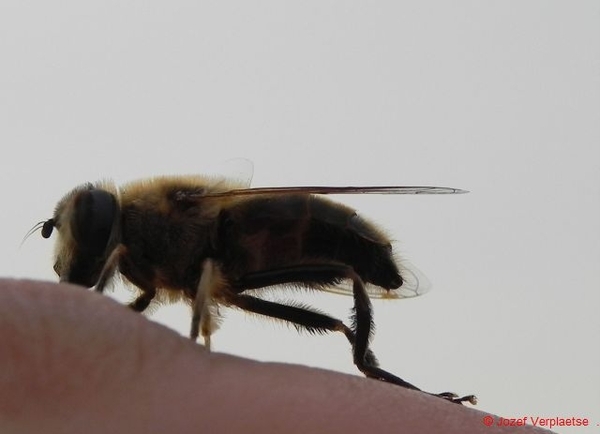 er iemand mijn leven redt en helpt om het spinrag kwijt te raken