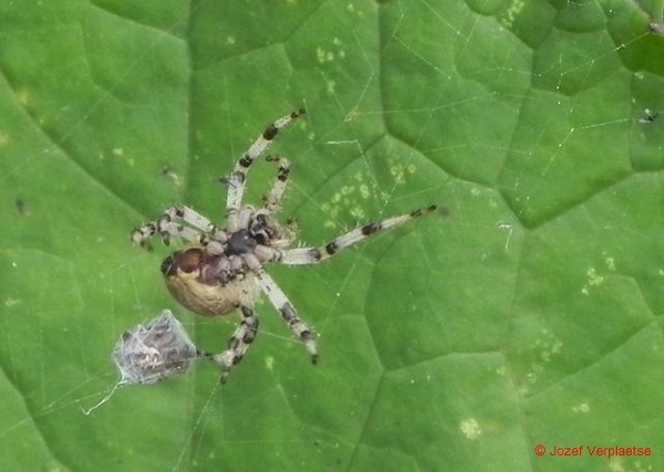 ik kwam even goeiedag zeggen aan mijn neef en nu sta ik op het me