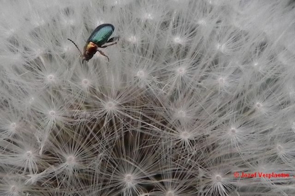 DSCN6696