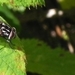 Graphomyia maculata
