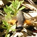 kolibrievlinder op kleefkruid