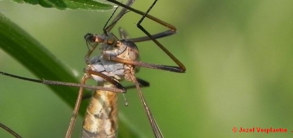 DSCN7686