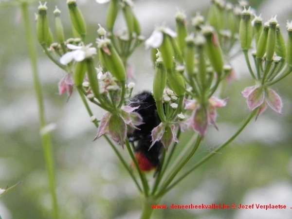 uitrusten na een copieuze maaltijd