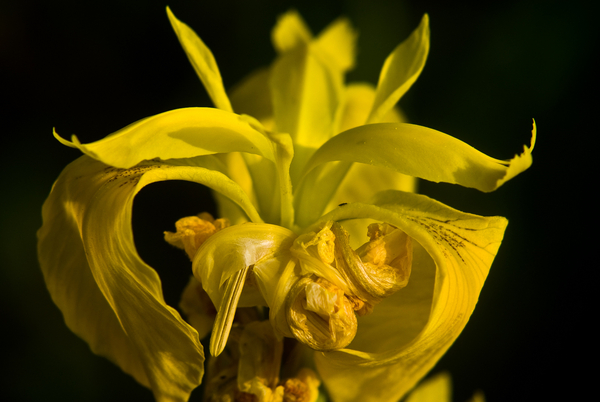 bazel-potpolder-07453