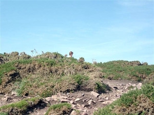 Cap Fréhel (8)