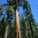 Yosemite Nat. Park