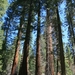 Yosemite Nat. Park