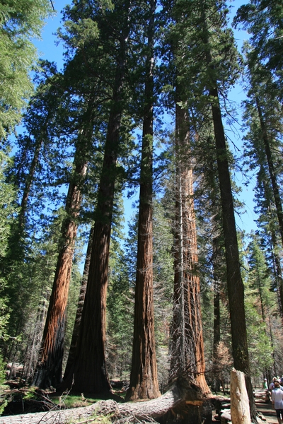 Yosemite Nat. Park