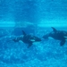 Seaworld San Diego 11