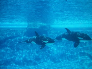 Seaworld San Diego